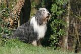 BEARDED COLLIE 378